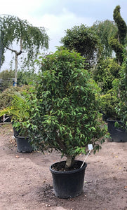 Prunus lusitanica / Portuguese Laurel : 40L Pot : 125-150cm High (exc pot)