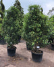 Prunus lusitanica / Portuguese Laurel : 45L Pot : 150-175cm High (exc pot)