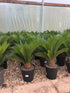 Cycas revoluta / Japanese Sago palm : 7.5L Pot : 40-50cm High (exc pot)