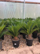 Cycas revoluta / Japanese Sago palm : 7.5L Pot : 60-70cm High (exc pot)