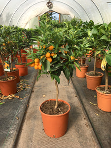 Kumquat / Citrus japonica 'Nagami' : 5L : 40-50cm de Haut (hors pot)