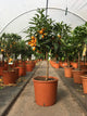 Kumquat / Citrus japonica 'Nagami' : 5L : 40-50cm de Haut (hors pot)