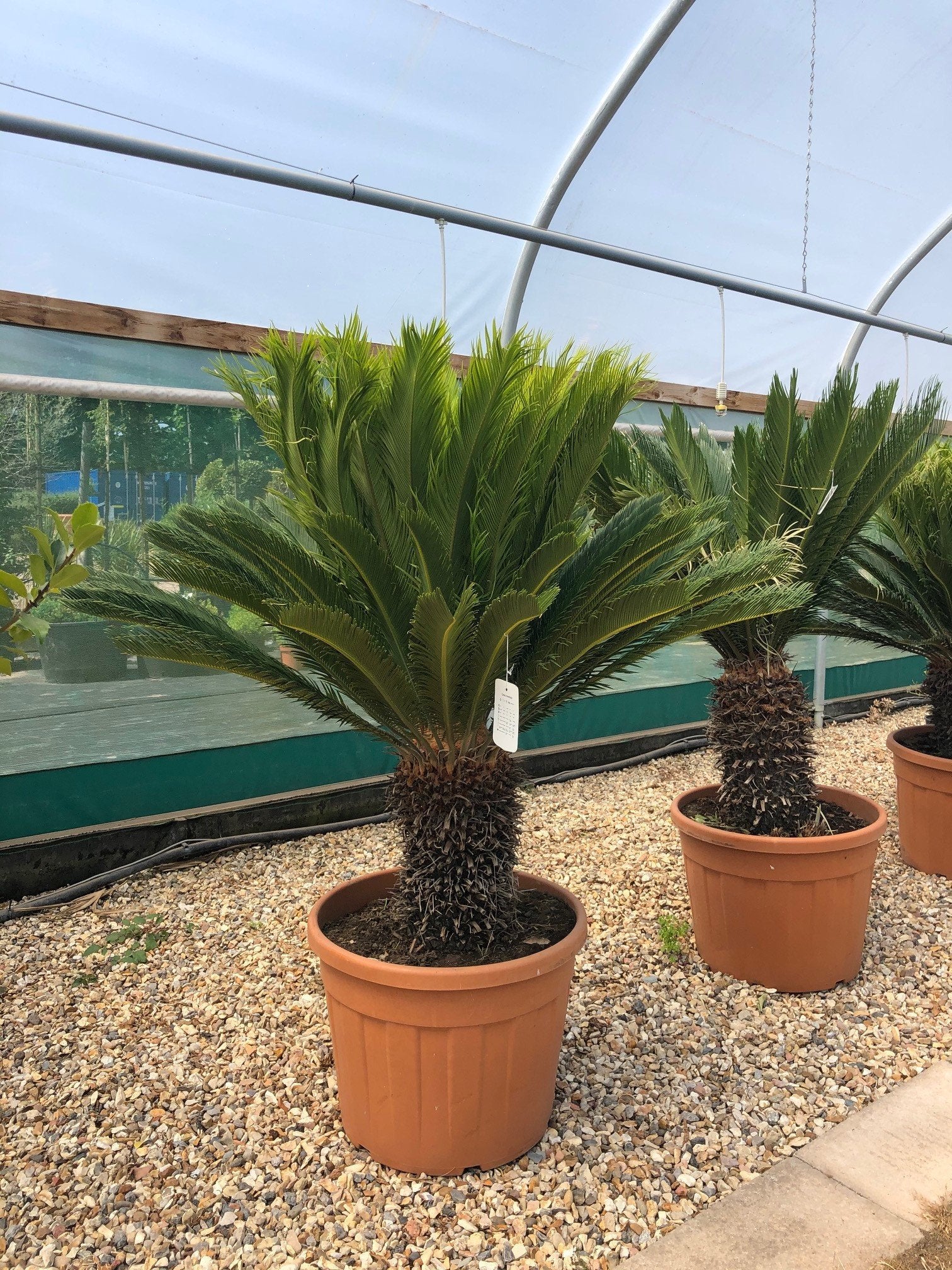 japanese palm plant Cycas revoluta / Japanese Sago palm : 90L Pot : 120cm High (exc pot) – Top Topiary