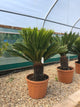 Cycas revoluta / Japanese Sago palm : 90L Pot : 120cm High (exc pot)