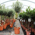 Olea europaea / Tire-Bouchon Olivier Standard: Pot 12L: 100-111cm Haut (pot exc)