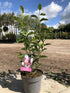 Magnolia George Henry Kern : Pot 3L : 60-80cm Haut (hors pot)