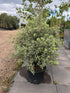 Pittosporum Irene 'Pattison' / Largeur: 50-70cm de haut (hors pot)