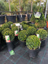 Buxus sempervirens / Boite Boule : 2L Pot : 20cm de Haut (hors pot)