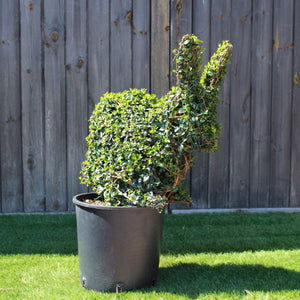 Topiary Rabbit (10L) - 45cm tall