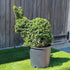 Topiary Rabbit (10L) - 45cm tall