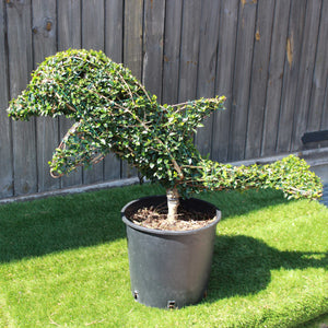 Topiary Dolphin (10L)