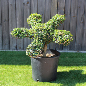 Topiary Flower (10L)
