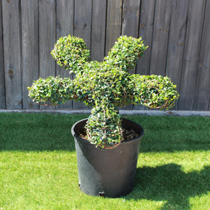 Topiary Flower (10L)