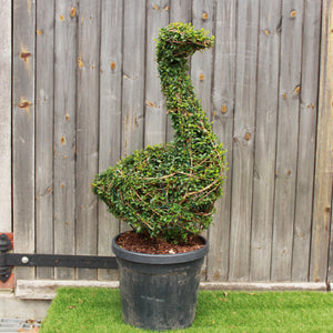 Topiary Goose (10L) - 75cm tall