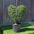 Topiary Heart (10L)