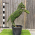 Topiary Horse (10L) - 90cm tall