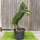 Topiary Horse (10L) - 90cm tall