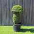 Topiary Mushroom (10L) - 55cm tall