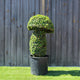 Topiary Mushroom (10L) - 55cm tall