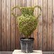 Topiary Urn (10L)