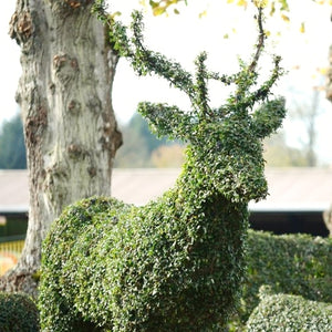 Topiary Stag - 200cm tall