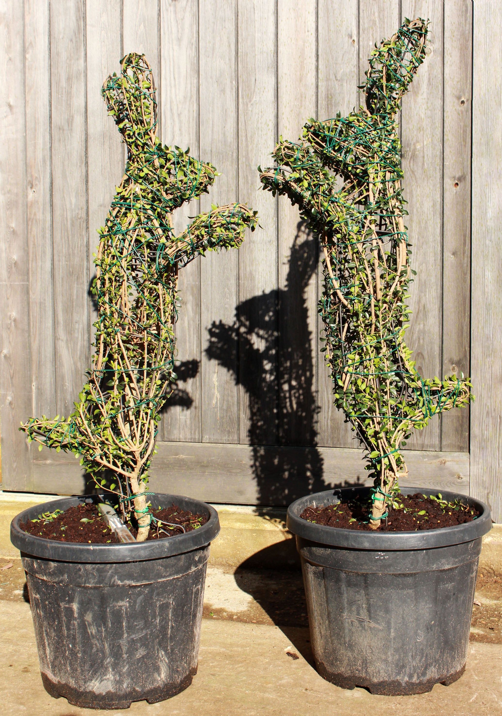 Topiary Rabbit / Hare Plant Sculpture – Top Topiary