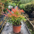 Nandina domestica Gulf Stream : Pot 3L : 20cm de haut (hors pot)