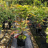 Nandina domestica / Heavenly Bamboo : Pot de 7L : 80cm de haut (hors pot)
