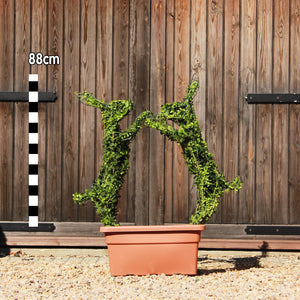 Topiary Pair of Boxing Hares - 88cm Tall