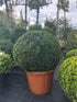 Buxus sempervirens / Box Ball : 30L Pot : 60cm High (exc pot)