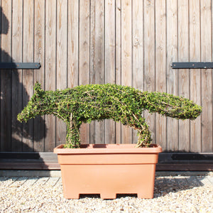 Topiary Fox - 145cm long