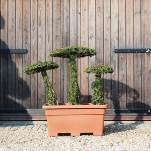 Topiary Toadstools / Champignons - 76cm de haut