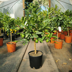 Key Lime / Citrus x aurantiifolia (Key Lime) Standard : 5L : 50-55cm Haut (hors pot)