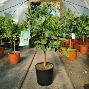Key Lime / Citrus x aurantiifolia (Key Lime) Standard : 5L : 50-55cm High (exc pot)