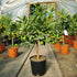 Key Lime / Citrus x aurantiifolia (Key Lime) Standard : 5L : 50-55cm High (exc pot)
