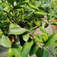 Key Lime / Citrus x aurantiifolia (Key Lime) Standard : 5L : 50-55cm Haut (hors pot)