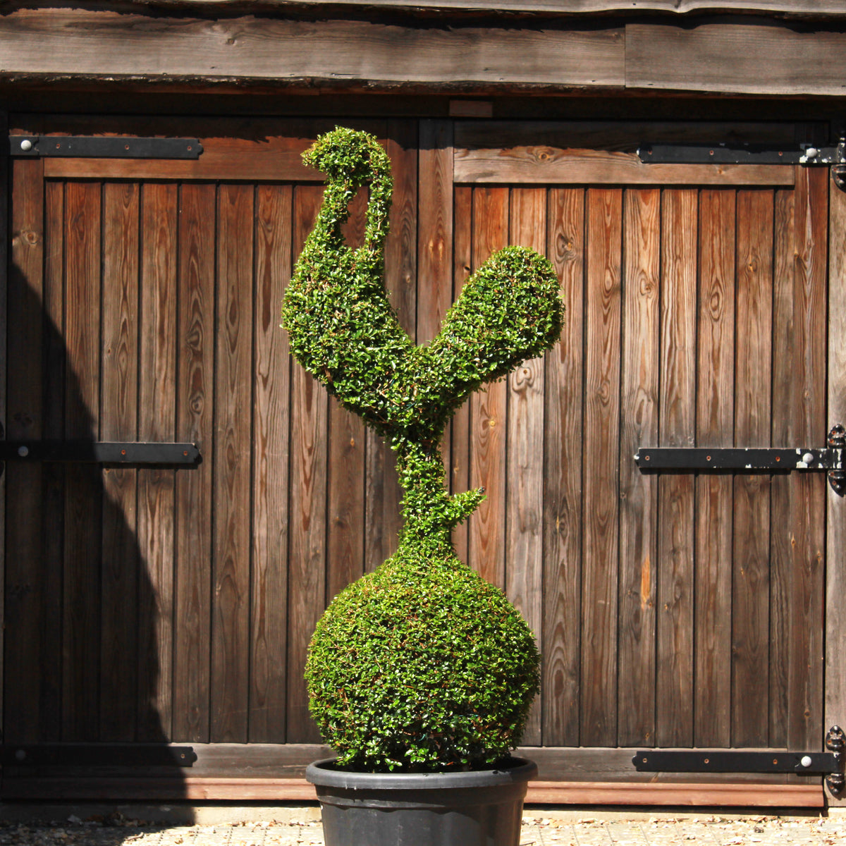 Cockerel on a Ball Giant Topiary Sculpture – Top Topiary