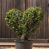 Topiary Love Heart