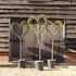 Heart on a Stem Topiary - 135cm high (exc pot)