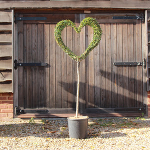 Heart on a Stem Topiary - 135cm high (exc pot)