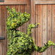 Topiary Prancing Horse - 140cm tall