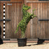 Topiary Prancing Horse - 140cm tall