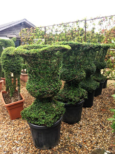Topiary Urn (large)