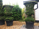Topiary Urn (large)