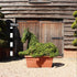Topiary Pony Laying Down - 100cm Tall