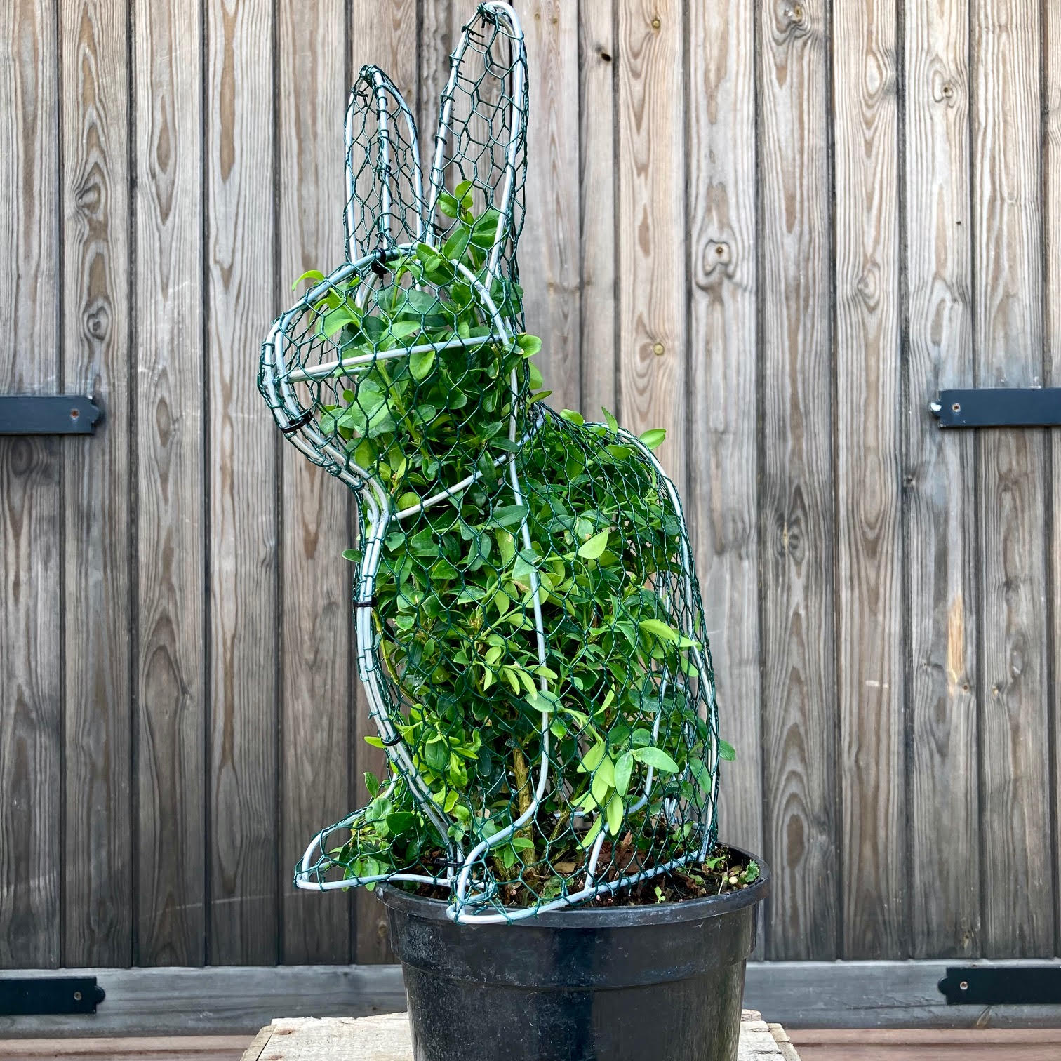 Rabbit Frame - Medium - 34cm High – Top Topiary