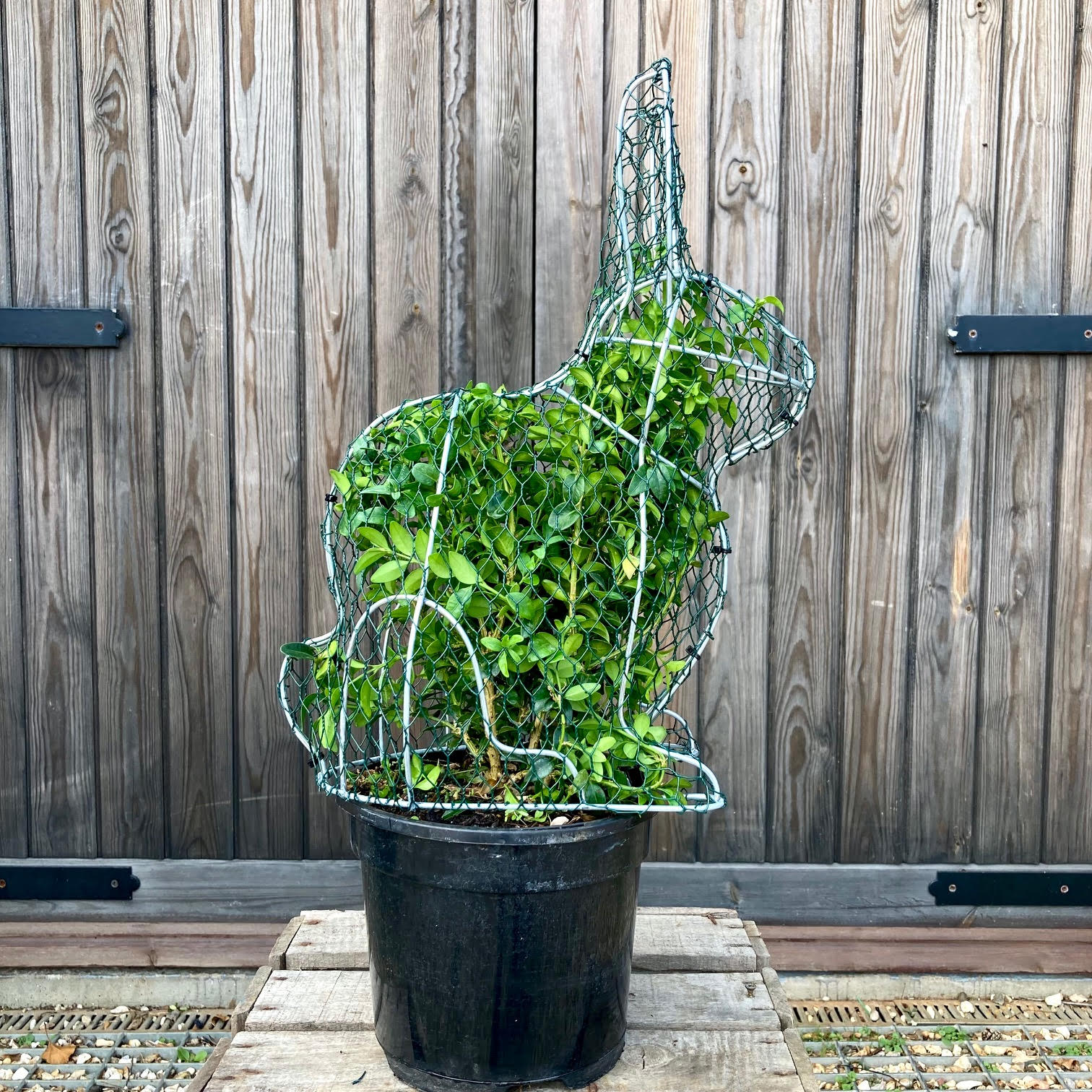 Rabbit Frame - Medium - 34cm High – Top Topiary