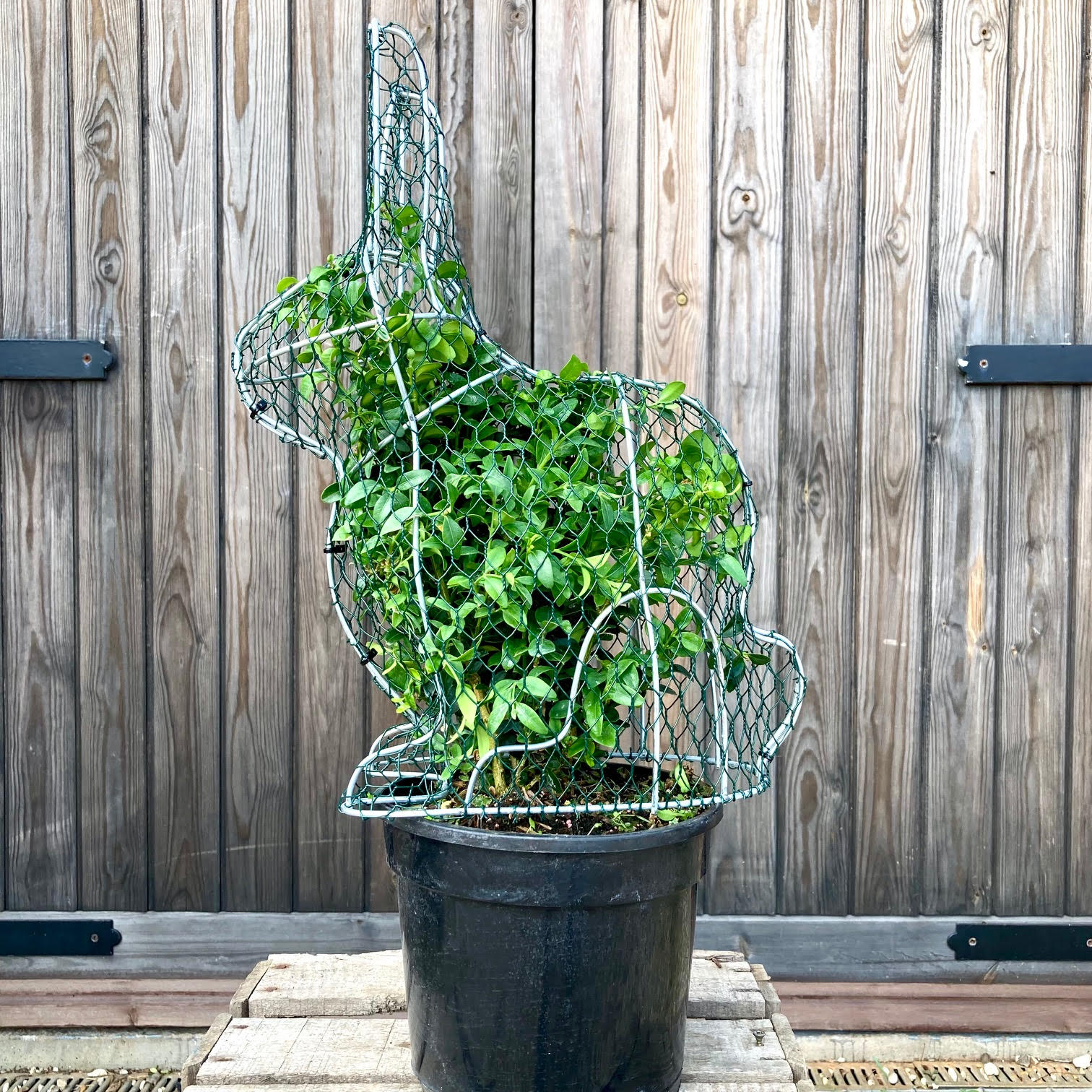 Rabbit Frame - Medium - 34cm High – Top Topiary