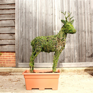 Ligustrum version of Roe Deer Sculpture - 130cm tall
