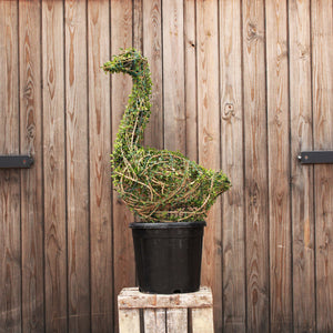 Ligustrum delavayanum Topiary Goose